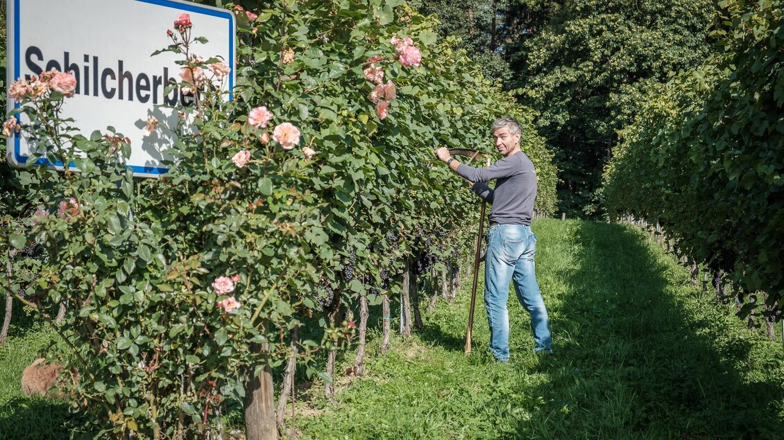 Ein Mann steht in einem Weinberg und pflegt die Reben. Im Hintergrund ist ein Schild mit der Aufschrift "Schilcherberg" zu sehen. | © @jöbstl