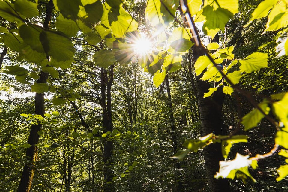 Blätter-Gesäuse-Steiermark | © Thomas Sattler