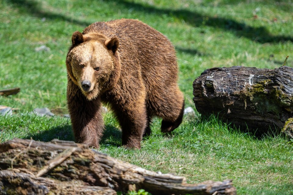 Bär am Wilden Berg