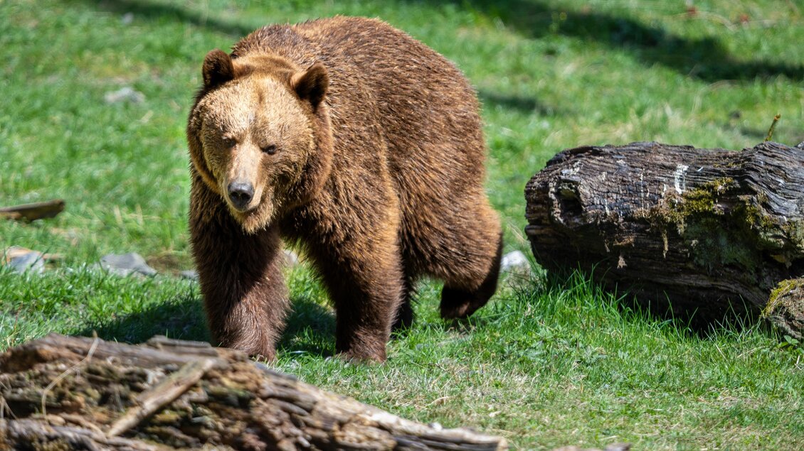 Bär am Wilden Berg