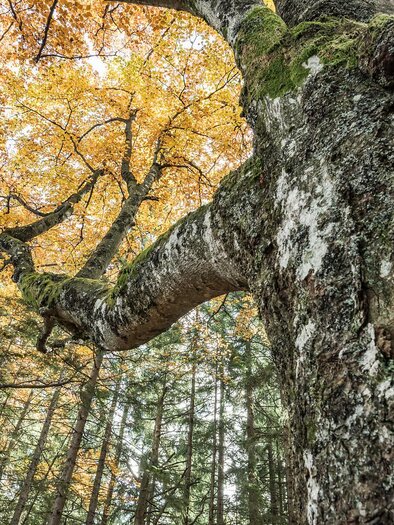 Ein majestätischer Baum mit moosbedecktem Stamm und leuchtend orangefarbenen Blättern. Im Hintergrund ist ein Wälder mit grünen Tönen sichtbar. | © NP Gesäuse