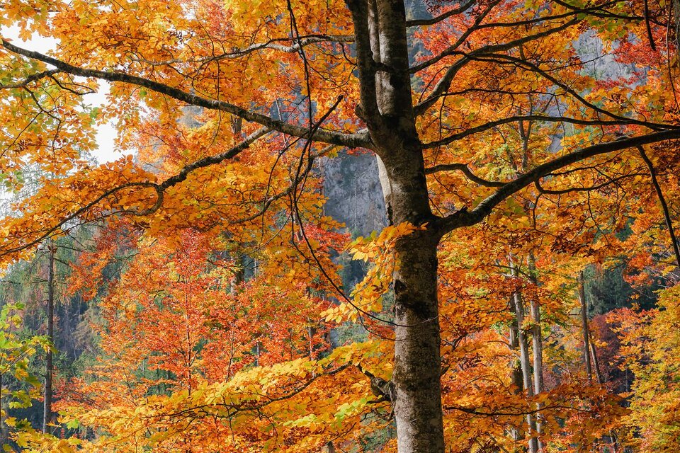 Ein Baum mit leuchtend orangefarbenen Blättern in einem herbstlichen Wald. Die Umgebung zeigt eine schöne Mischung aus verschiedenen Herbsttönen. | © TV-Gesäuse