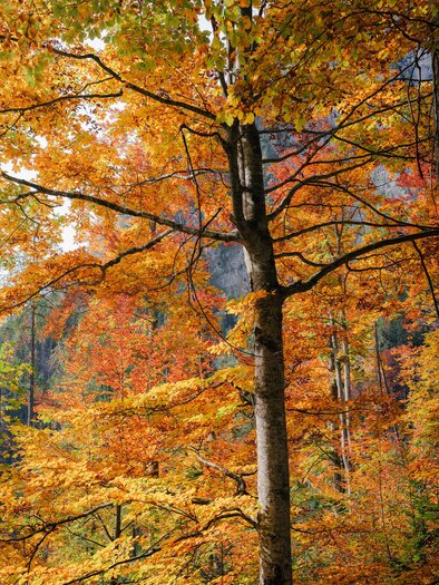 Herbst I Gesäuse I Steiermark | © TV-Gesäuse