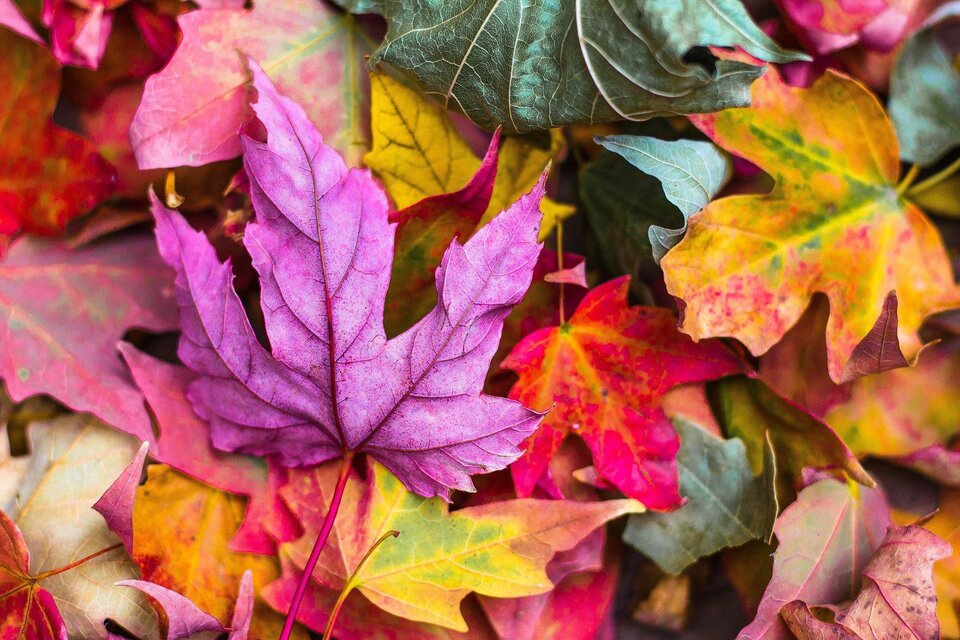 Herbst | © pixabay.com