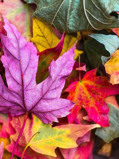Herbst | © pixabay.com