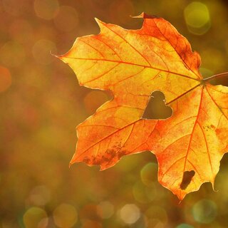 Autumn | © Pixabay