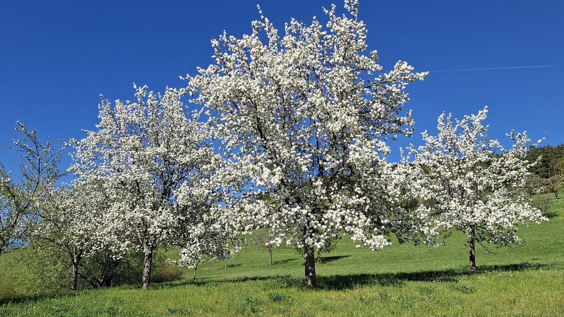 Drei blühende Obstbäume stehen auf einer grünen Wiese. Der Himmel ist klar und blau. | © Tourismusverband Oststeiermark