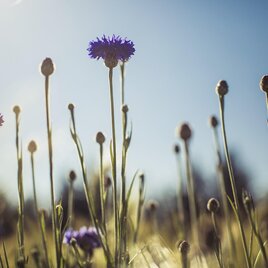 Ein Feld mit lila Blumen, die im Sonnenlicht leuchten. Im Hintergrund sind unscharfe, grüne Strukturen zu sehen. | © Lupi Suma