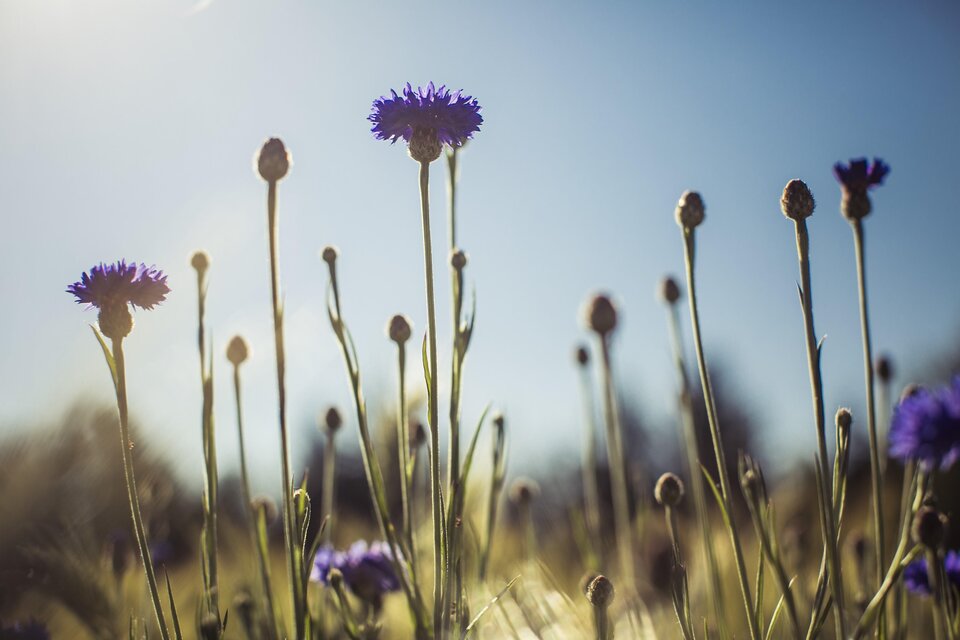 Natur | © Lupi Suma