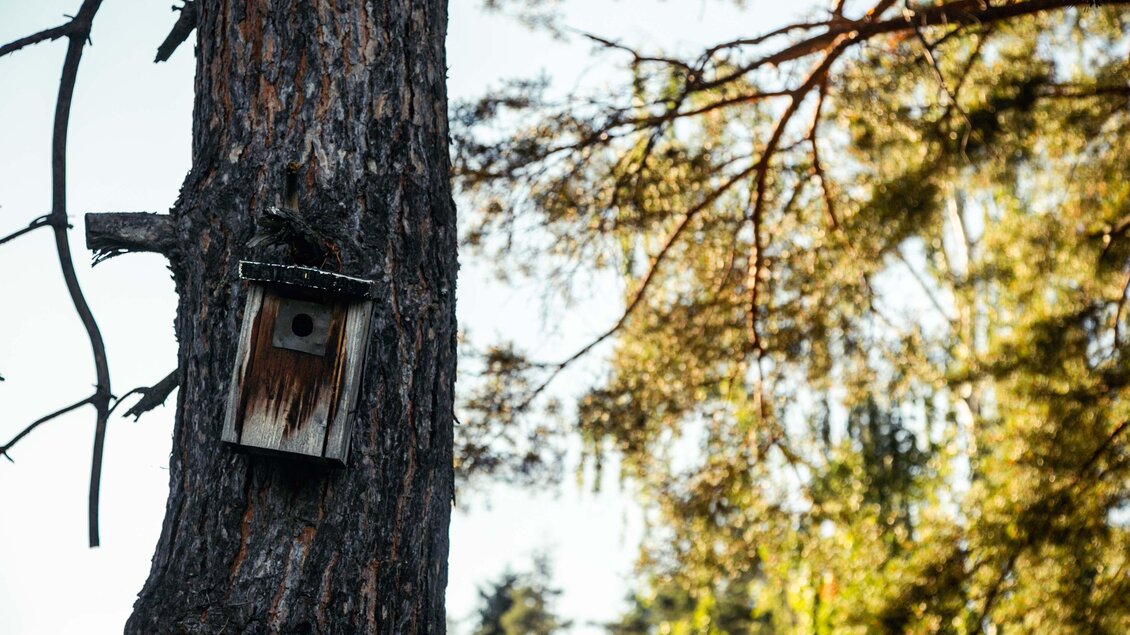 Ein Vogelhaus, das an einem Baum hängt, umgeben von grünen Bäumen. Das Sonnenlicht fällt sanft auf die Rinde und die Blätter. | © Lupi Spuma