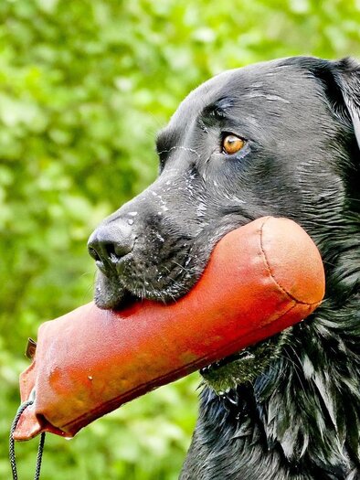zu sehen ist ein Hund mit Spielzeug. | © Pixabay
