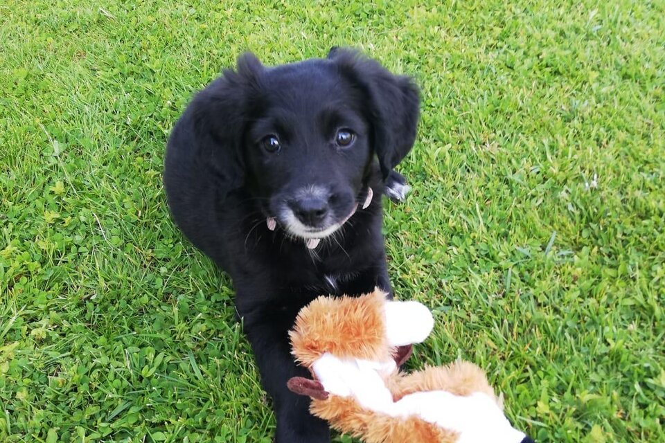 Ein süßer Welpe sitzt in einem Hundekorb. Er hat ein schwarzes Fell mit orangefarbenen Abzeichen. | © Selina Senft