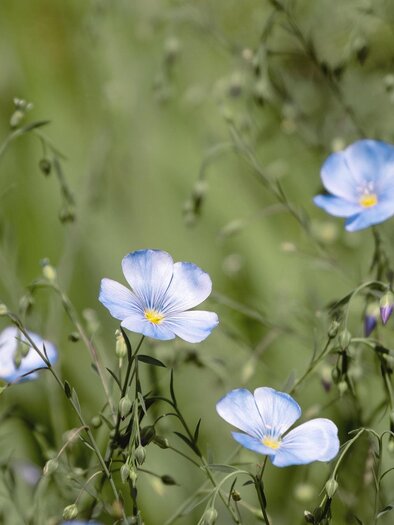 Eine Wiese mit zarten blauen Blumen und grünem Gras. Die Blumen blühen schön im Frühling. | © Pixabay