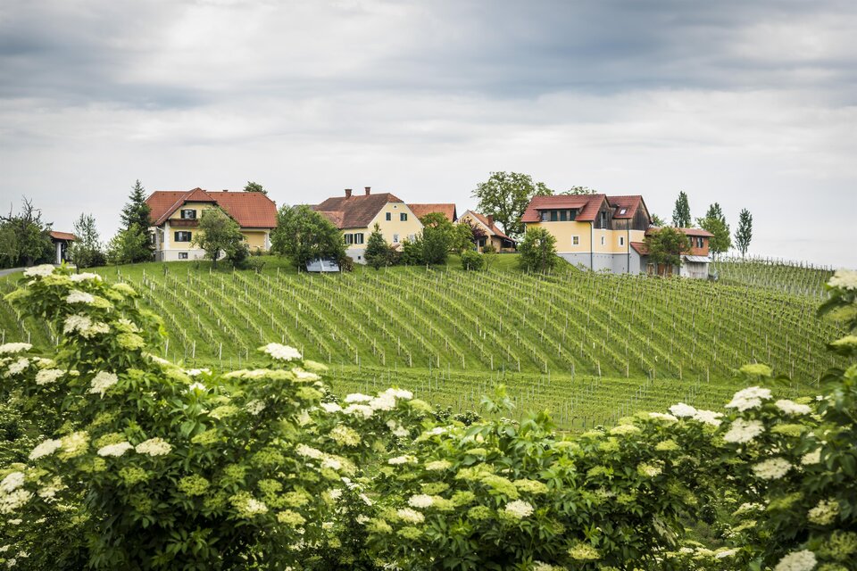 Blick auf den Weinhof Reichmann | © Weinhof Reichmann