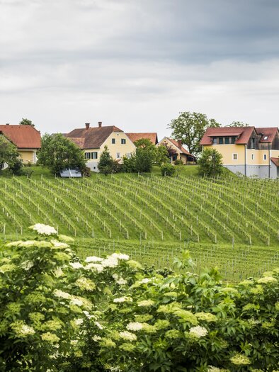 Blick auf den Weinhof Reichmann | © Weinhof Reichmann