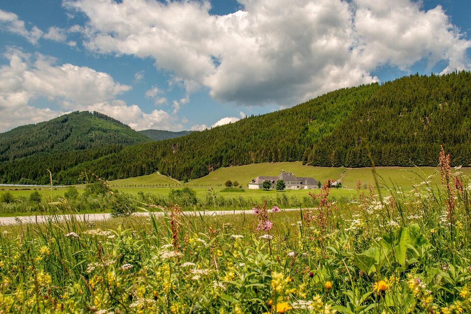 Eine malerische Landschaft mit blühenden Wiesen und sanften Hügeln. Im Hintergrund ist ein Haus vor bewaldeten Bergen zu sehen. | © TV Gesäuse