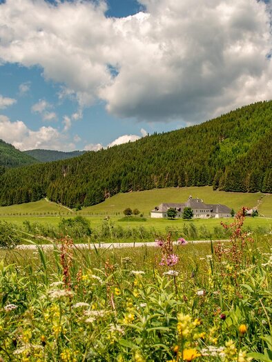 Eine malerische Landschaft mit blühenden Wiesen und sanften Hügeln. Im Hintergrund ist ein Haus vor bewaldeten Bergen zu sehen. | © TV Gesäuse