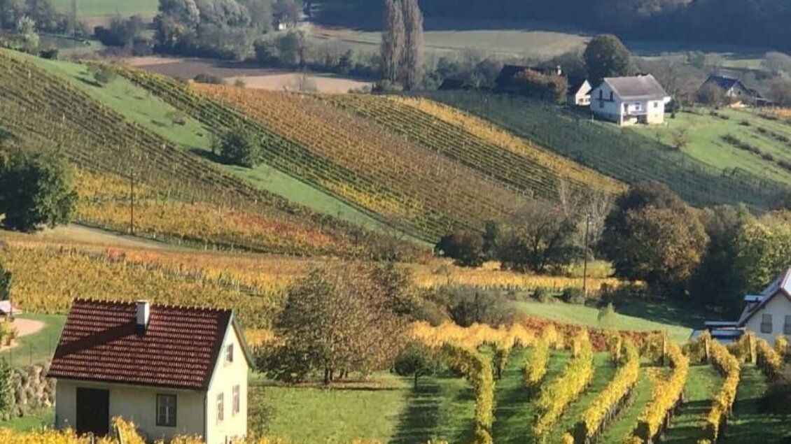 Eine malerische Weinlandschaft mit sanften Hügeln und bunten Weinreben im Herbst. Im Hintergrund sind einige Häuser und Wälder sichtbar. | © Walter Patzelt
