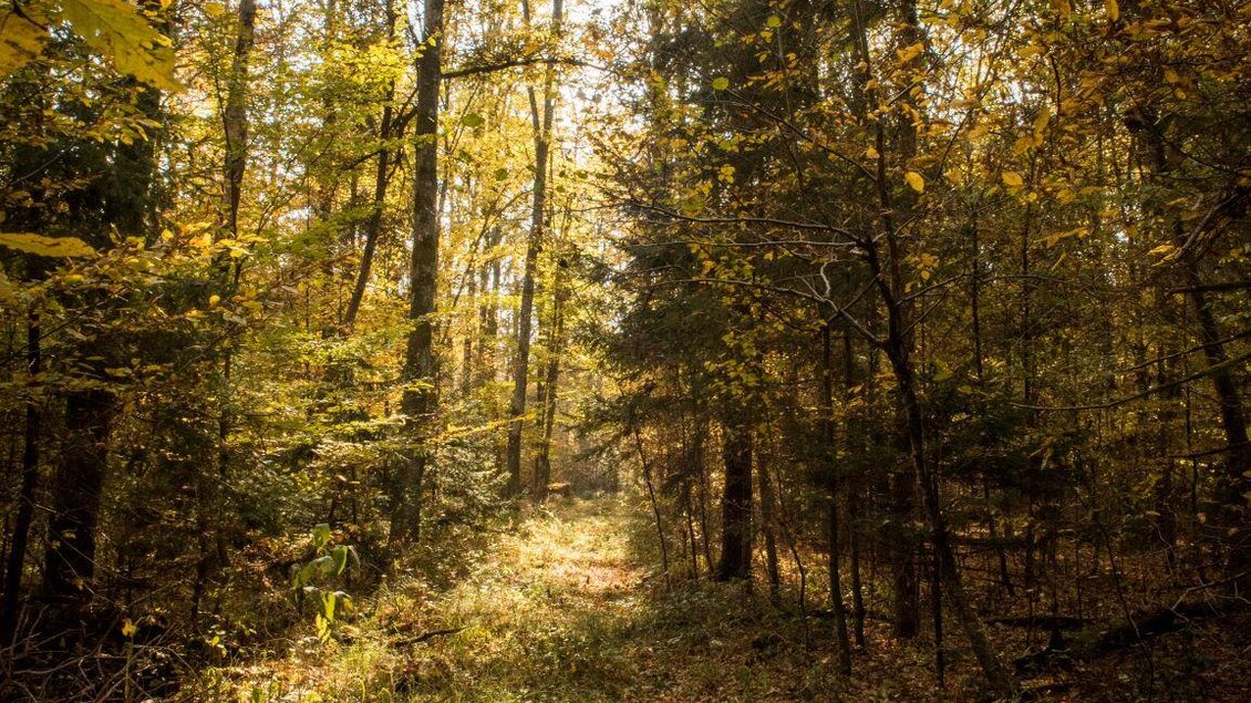 Ein malerischer Waldweg in Herbstfarben mit goldenem Licht, das durch die Bäume scheint. Die Umgebung ist ruhig und friedlich. | © Kurkommission Bad Blumau
