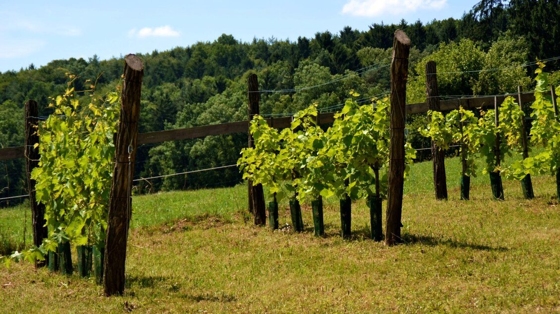 Ein Weinberg mit grünen Reben und einem klaren blauen Himmel. Im Hintergrund sind sanfte Hügel und Bäume zu sehen. | © Kurkommission Bad Blumau