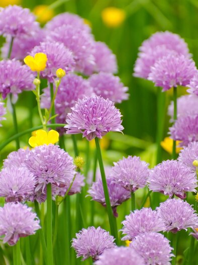 Ein Mädchen mit langen blonden Haaren steht auf einer Wiese und hält einen Strauß Blumen. Im Hintergrund sind sanfte Hügel sichtbar. | © pixabay.com