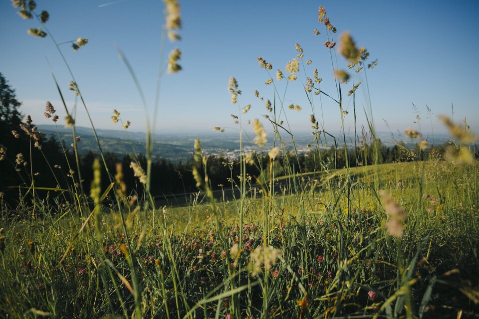 Eine weite Wiese mit hohen Gräsern und bunten Blumen. Im Hintergrund ist ein blauer Himmel sichtbar, der die Landschaft schön umrahmt. | © Lupi Spuma
