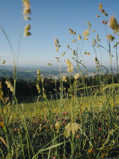 A broad meadow with tall grasses and colorful flowers. In the background, a blue sky is visible, beautifully framing the landscape. | © Lupi Spuma