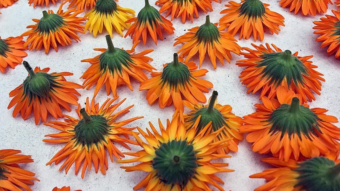 Bunte Ringelblumen in warmen Orange- und Gelbtönen liegen auf einer hellen Unterlage. Die Blumenblätter strahlen Frische und Fröhlichkeit aus. | © Mike Shane