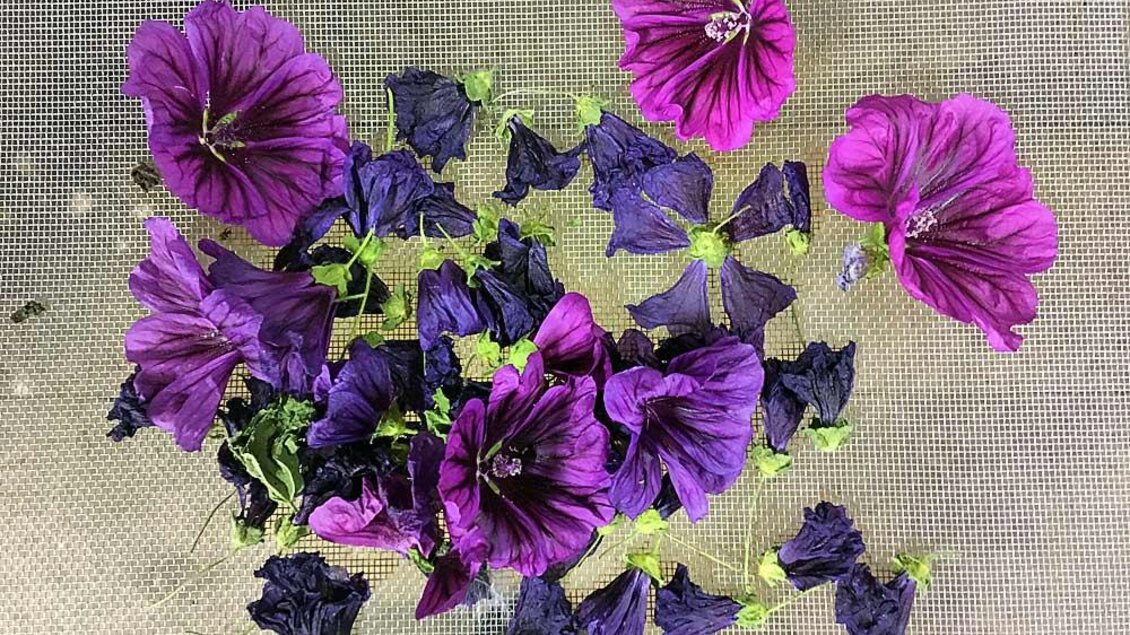 Bunte Malvenblüten in verschiedenen Lila- und Violetttönen liegen auf einem hellen Untergrund. Die Blumen sind lebendig und frisch angeordnet. | © Mike Shane