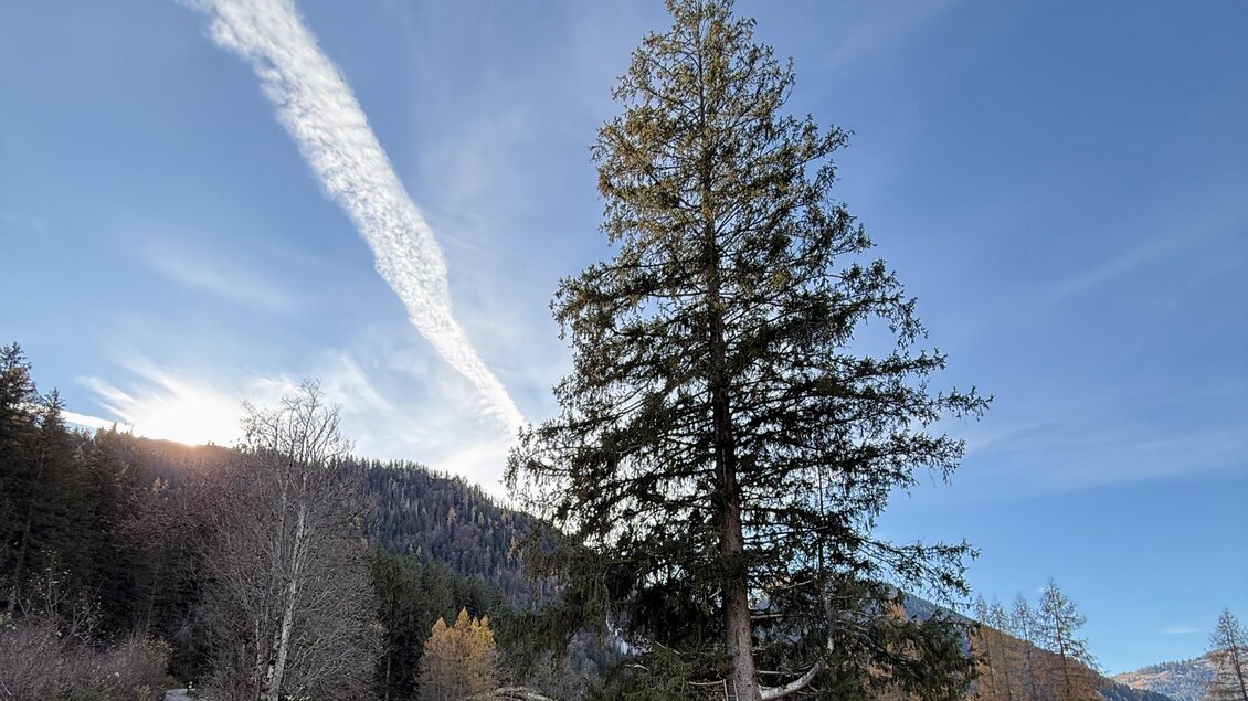 Ein großer Baum steht in einer malerischen Landschaft. Der Himmel ist klar mit einigen Wolken und im Hintergrund sind Berge zu sehen.