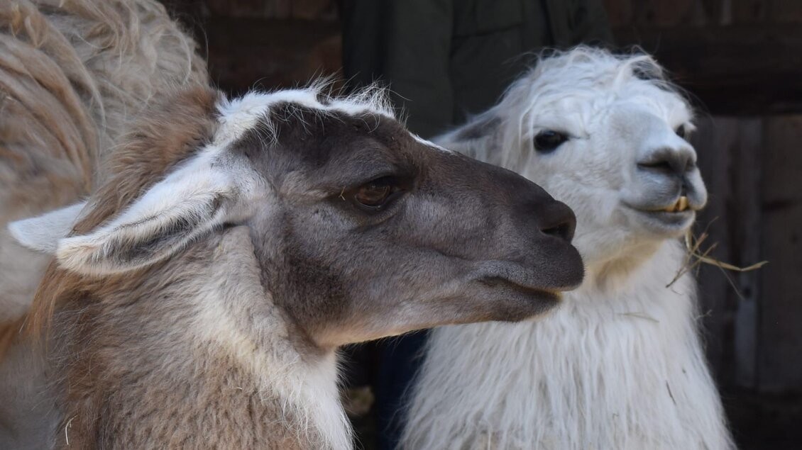 Lamas genießen das frisch duftende Heu, vor der nächsten Wanderung.  | © Carolina Gigleitner