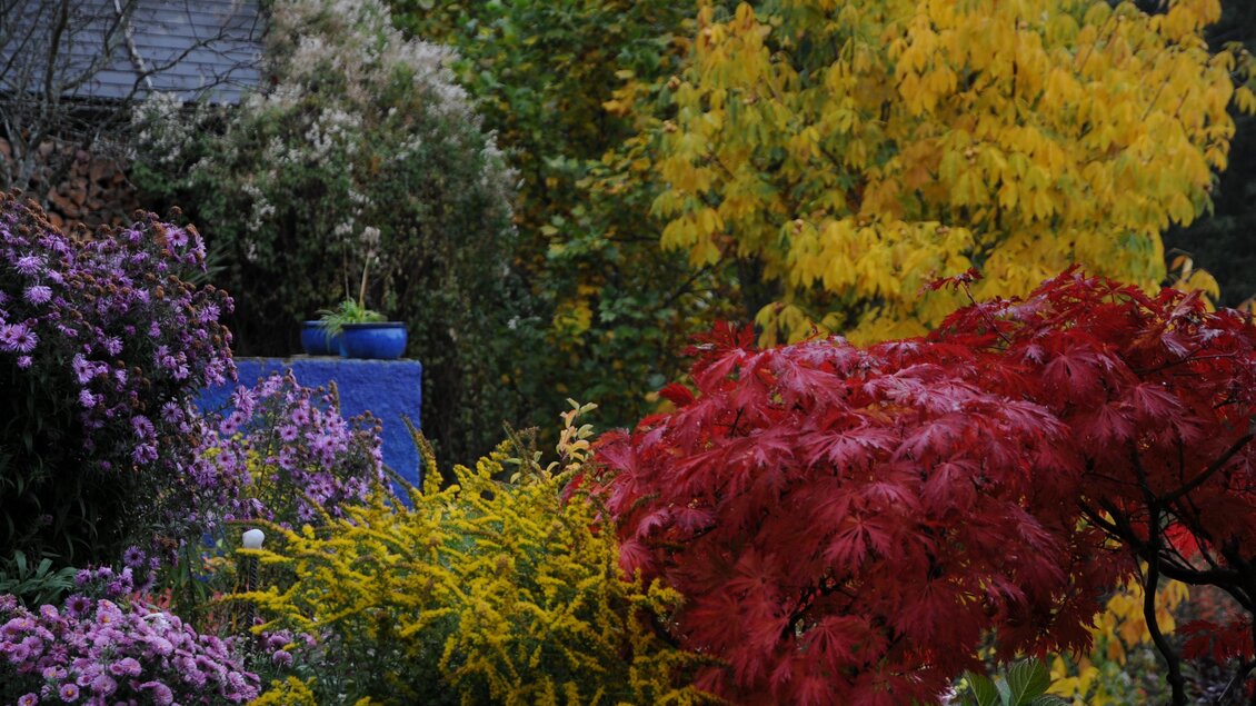 Ein schöner Garten mit bunten Pflanzen. Rote, gelbe und lila Blüten verleihen dem Bild eine lebendige Atmosphäre. | © Sulamith Garten