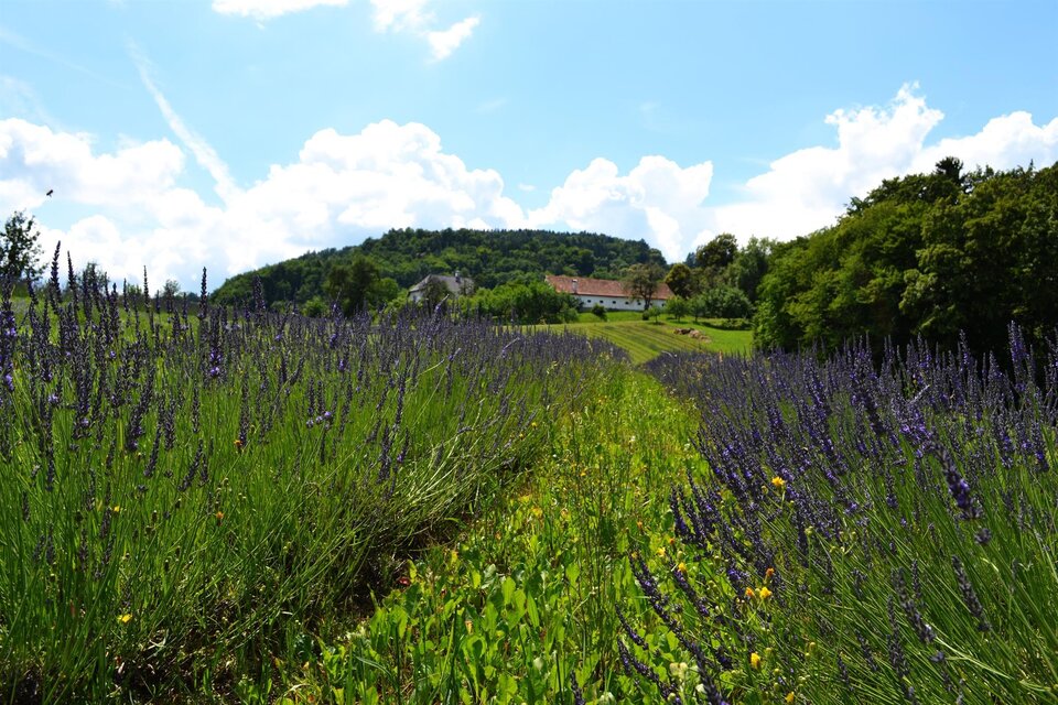 Ein blühendes Lavfeld mit lila Blumen erstreckt sich bis zu einem sanften Hügel. Im Hintergrund sind Bäume und ein Gebäude unter einem klaren blauen Himmel zu sehen. | © Nina Weyrer