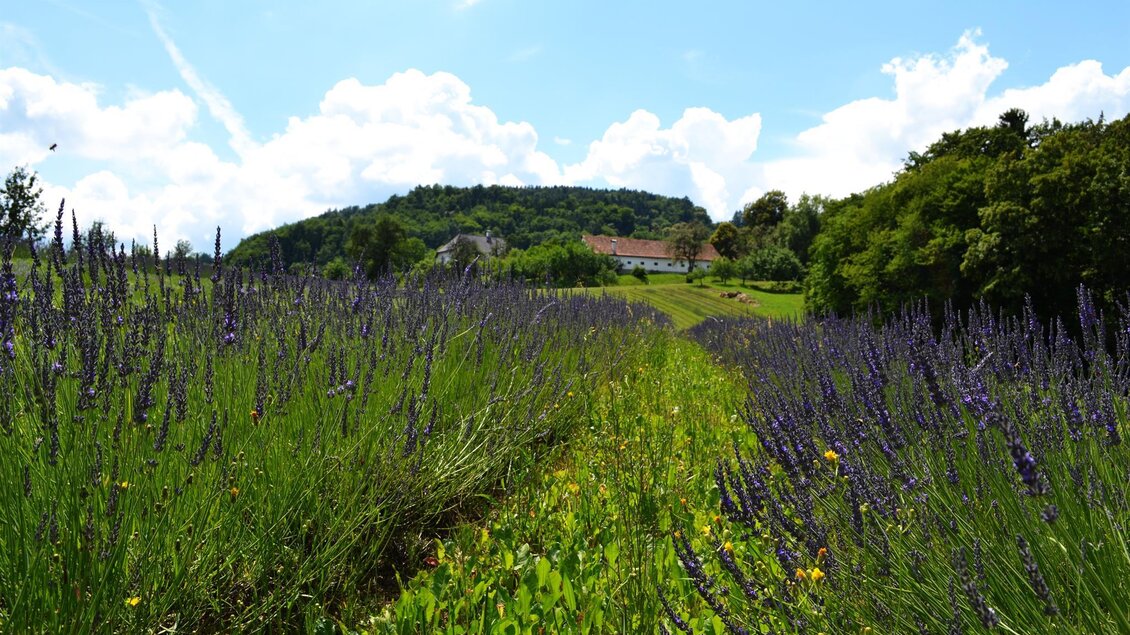 Ein blühendes Lavfeld mit lila Blumen erstreckt sich bis zu einem sanften Hügel. Im Hintergrund sind Bäume und ein Gebäude unter einem klaren blauen Himmel zu sehen. | © Nina Weyrer