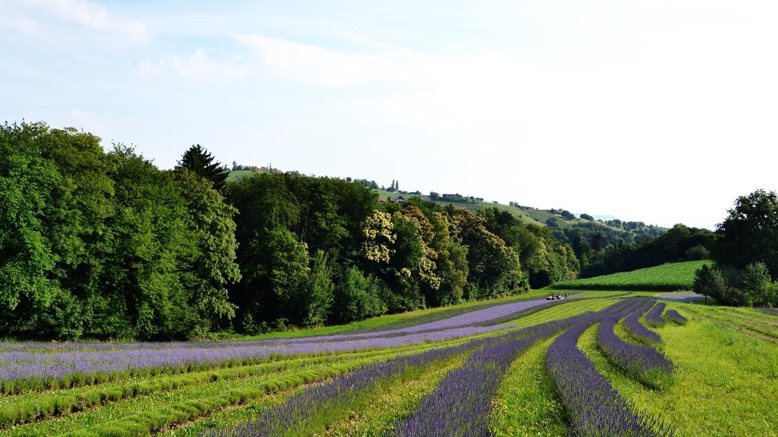 Ein schöner Lavendelfeld mit sanften Hügeln im Hintergrund. Die lila Blüten kontrastieren wunderbar mit dem grünen Gras. | © Nina Weyrer