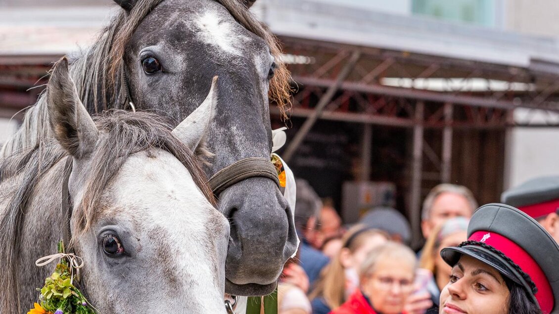 Zwei graue Pferde stehen nebeneinander, während eine Frau in einem roten Outfit sie führt. Im Hintergrund sind eine Menschenmenge und ein Marktstand zu sehen. | © SRS-Sabrina Mallick