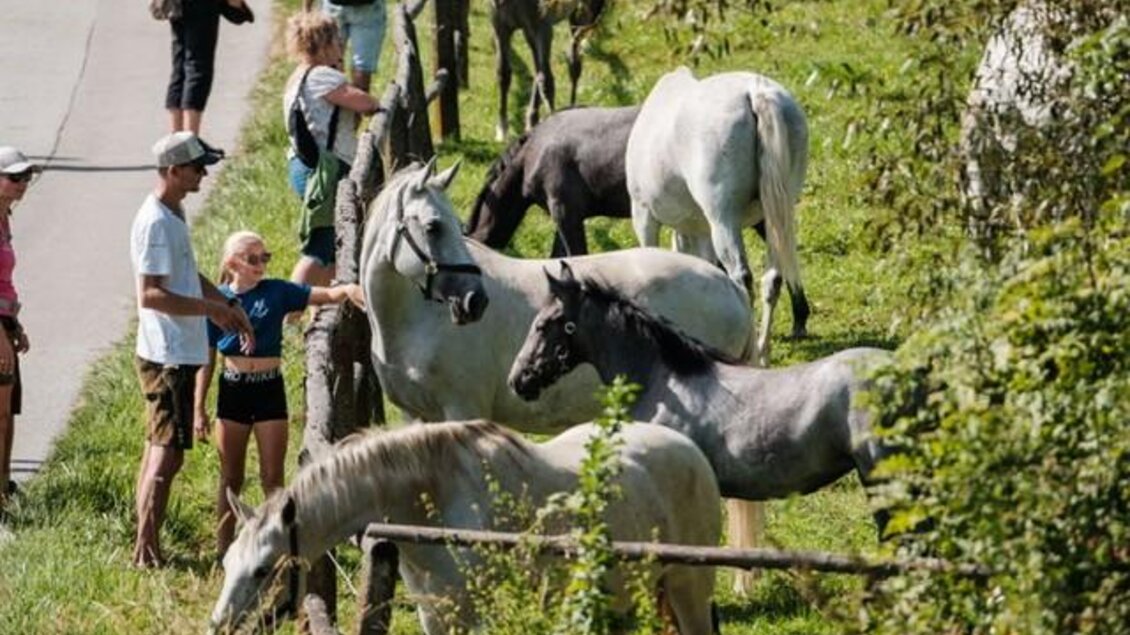 Lipizzaner erleben beim Musikwandertag in Piber | © Stadtgemeinde Bärnbach