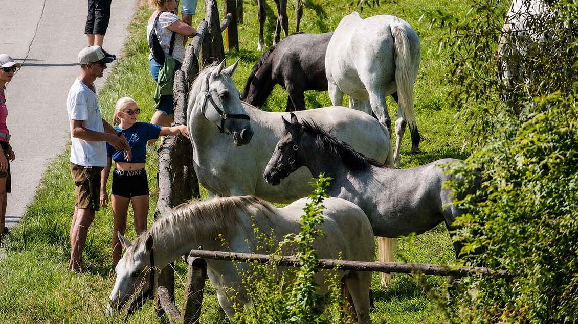 Wandergäste beobachten Lipizzaner auf einer Weide entlang der Strecke des Musikwandertags. | © Stadtgemeinde Bärnbach
