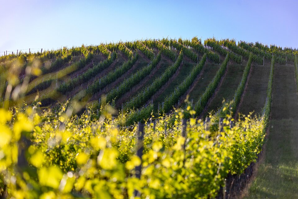 Ein malerischer Weinberg mit sanften Hügeln und Reihen von Weinstöcken. Der Himmel ist klar und blau. | © Harry Schiffer