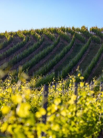 Ein malerischer Weinberg mit sanften Hügeln und Reihen von Weinstöcken. Der Himmel ist klar und blau. | © Harry Schiffer