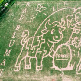 A large field cut shows a happy cow and a boy interacting with each other. Next to it is the inscription "Bad Blumau". | © Familie Trinkl