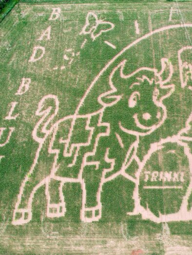 A large field cut shows a happy cow and a boy interacting with each other. Next to it is the inscription "Bad Blumau". | © Familie Trinkl