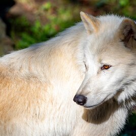 Ein weißer Wolf steht im Sonnenlicht. Sein Fell ist hell und weich, während er aufmerksam in die Umgebung blickt. | © Tierwelt Herberstein