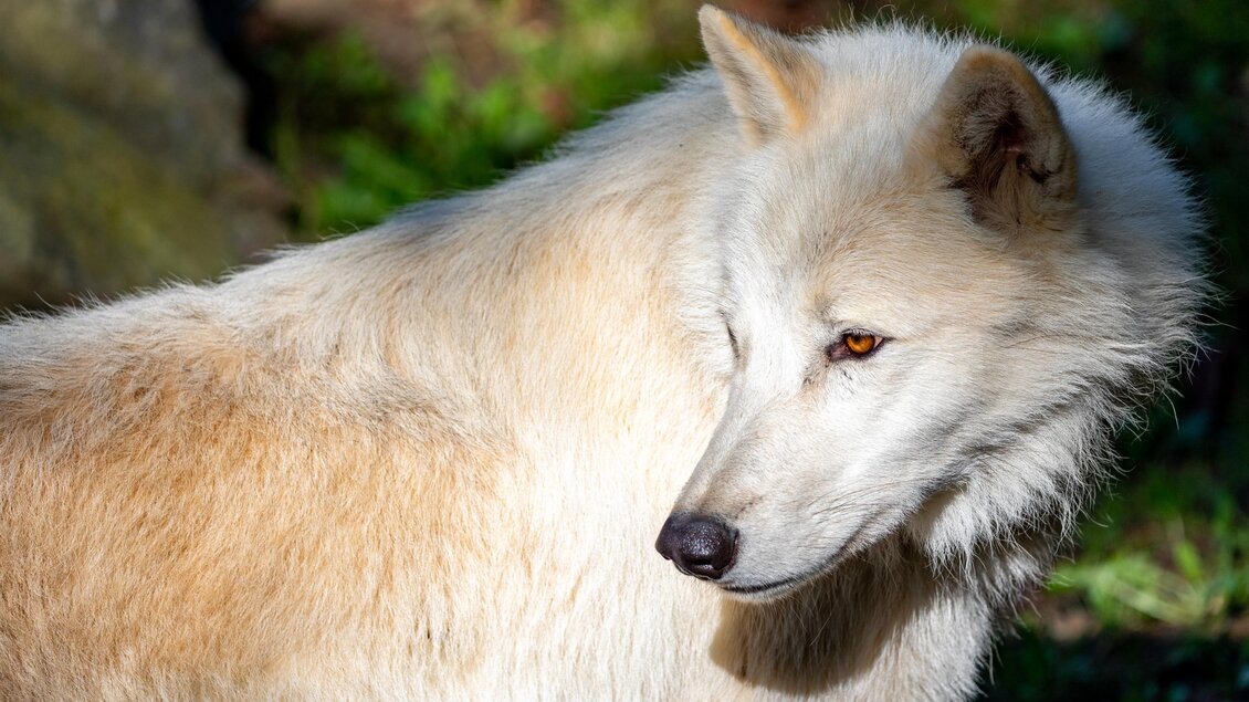 Ein weißer Wolf steht im Sonnenlicht. Sein Fell ist hell und weich, während er aufmerksam in die Umgebung blickt. | © Tierwelt Herberstein