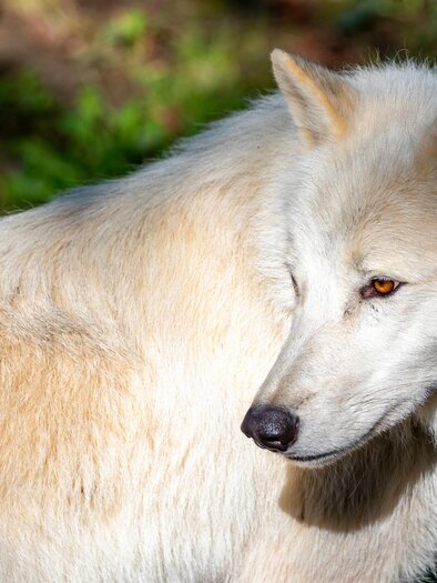 A white wolf stands in the sunlight. Its fur is bright and soft, while it watches the surroundings attentively. | © Tierwelt Herberstein