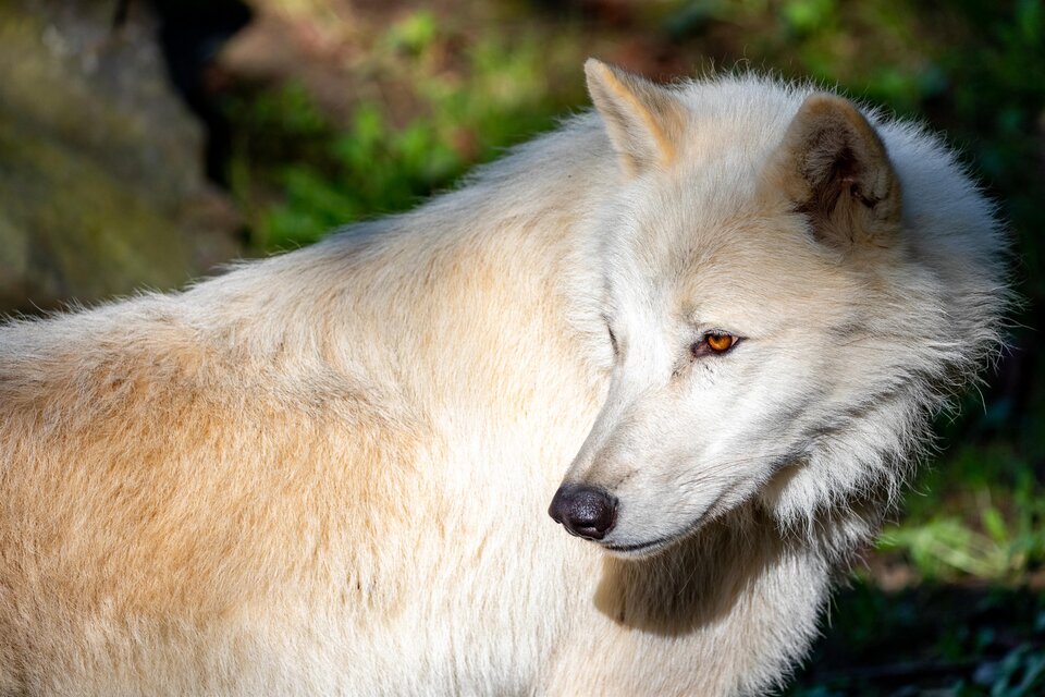 Ein weißer Wolf steht im Sonnenlicht. Sein Fell ist hell und weich, während er aufmerksam in die Umgebung blickt. | © Tierwelt Herberstein