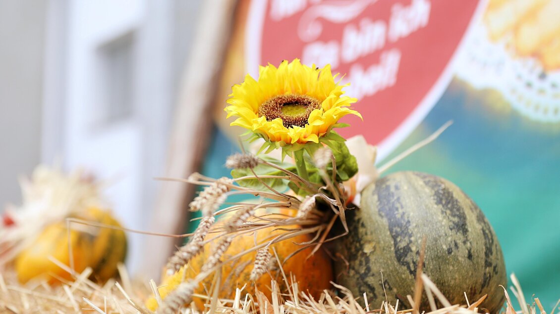 Ein dekorativer herbstlicher Tisch mit Kürbissen und einer Sonnenblume. Im Hintergrund ist ein buntes Werbebanner sichtbar. | © Oststeiermark Tourismus