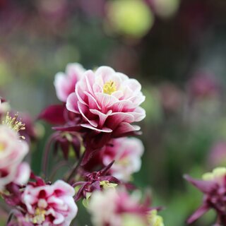 Floral fragrance for Mother's Day | © Kochauf