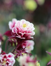 Floral fragrance for Mother's Day | © Kochauf | © Kochauf