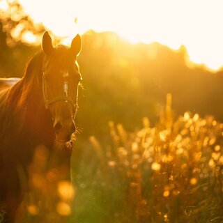 Pferd | © © Pixabay